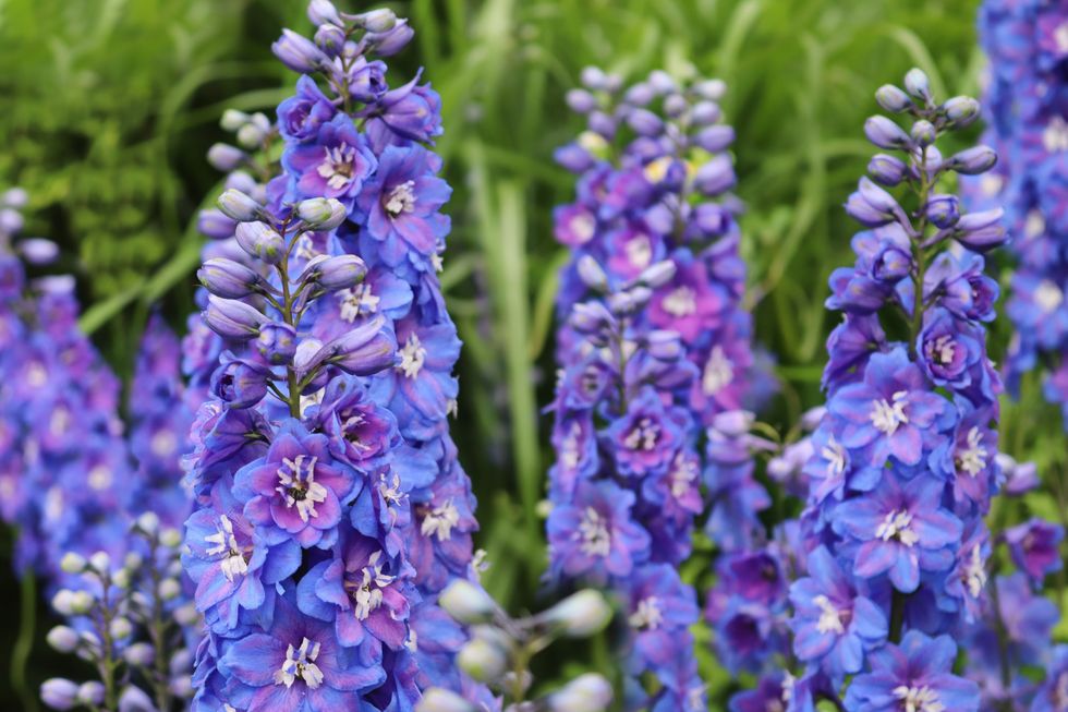 flowers on shrubs 