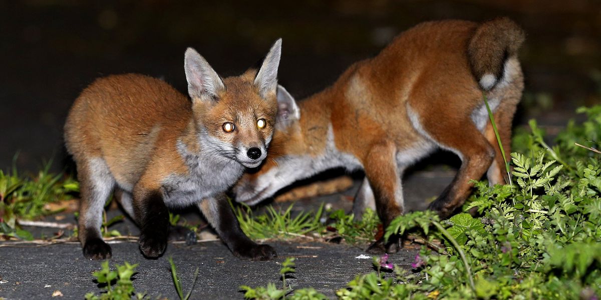 Fox sneaks into home and bites sleeping baby’s head in ‘absolutely horrifying’ attack