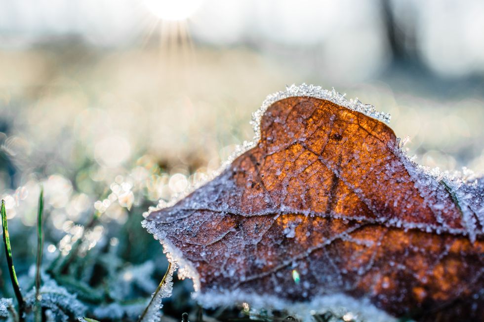 Frost in garden