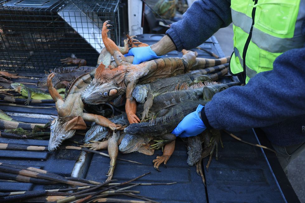 Frozen iguanas in Florida