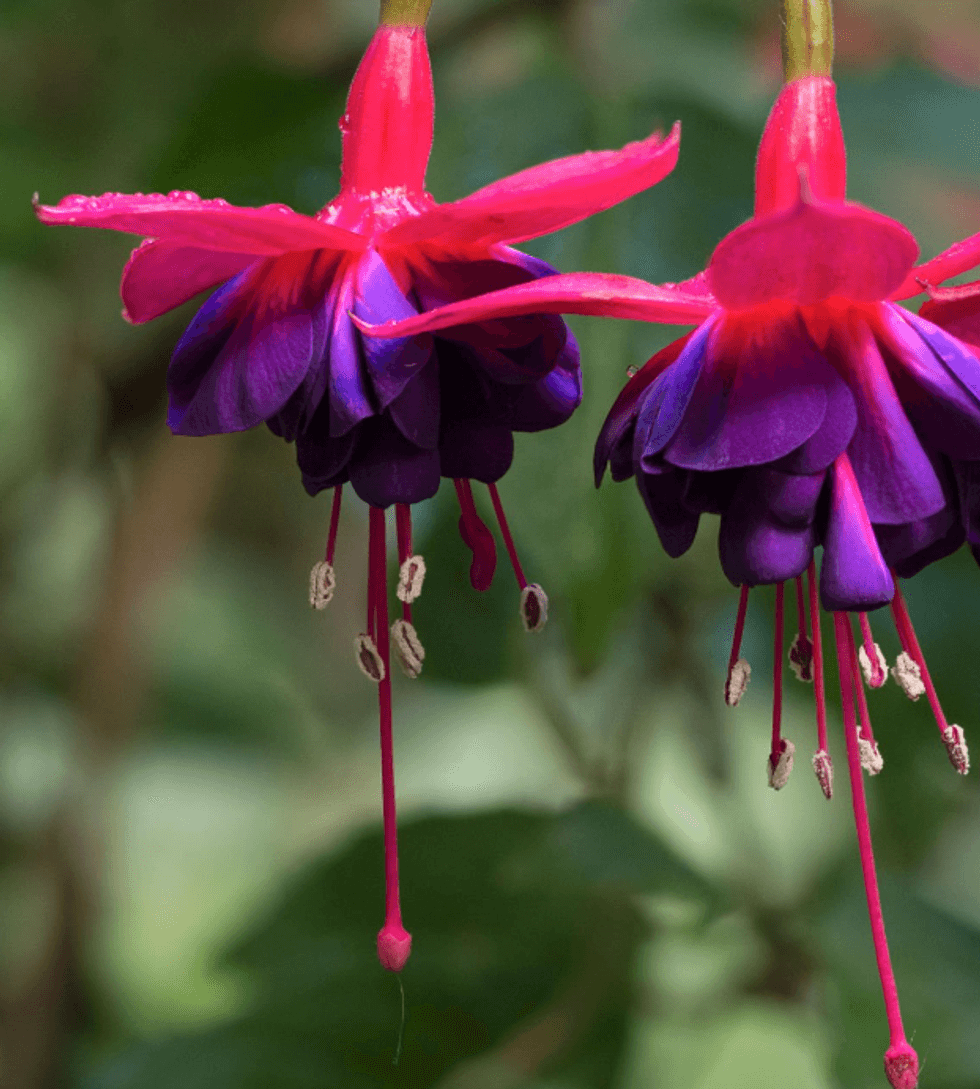 Fuchsias