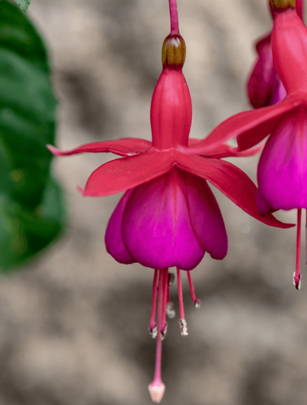 Fuchsias