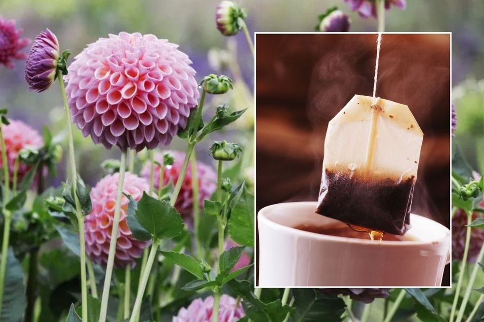 GARDEN AND TEA BAG