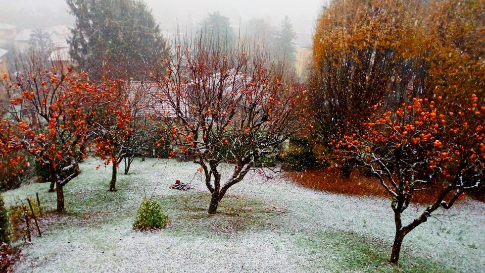 Garden covered in frost
