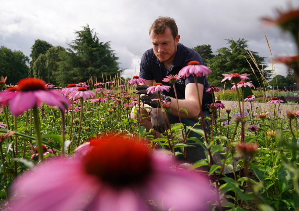 garden of flowers