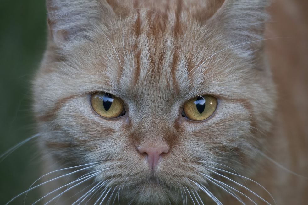 Ginger tomcat