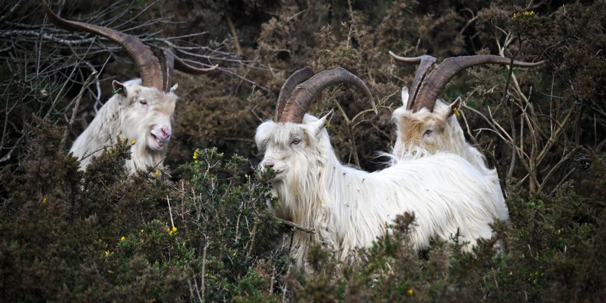 Herd of goats brought in to clear sea view at British resort fail as holidaymakers left outraged
