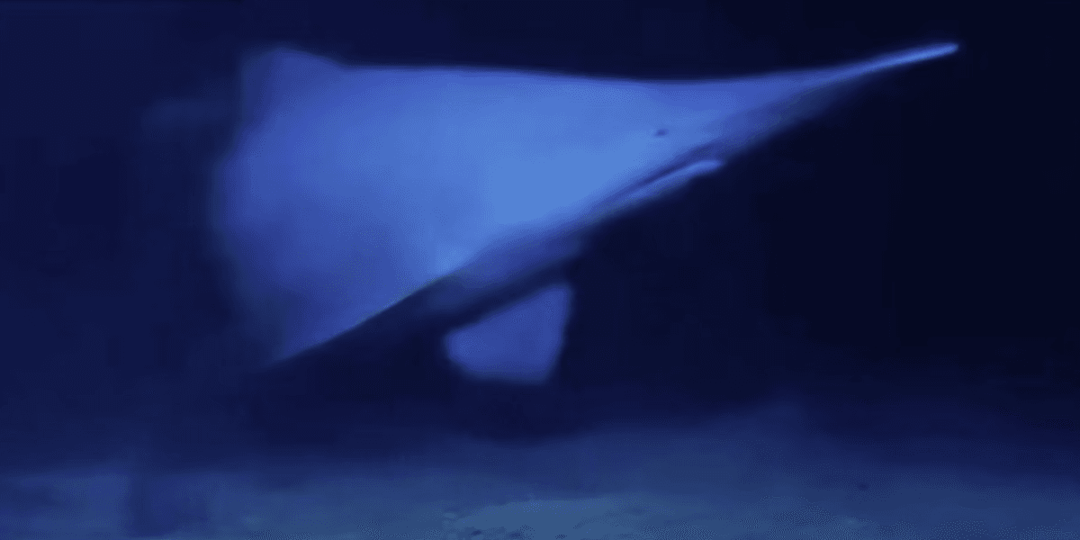 Shark with face ‘not even mother would love’ spotted at sea by scientists