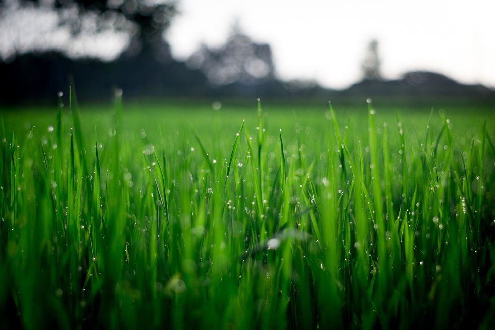 Grass in garden