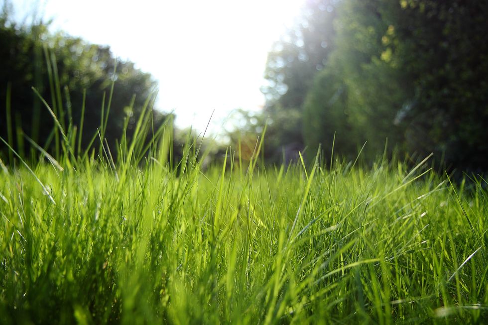 GRASS