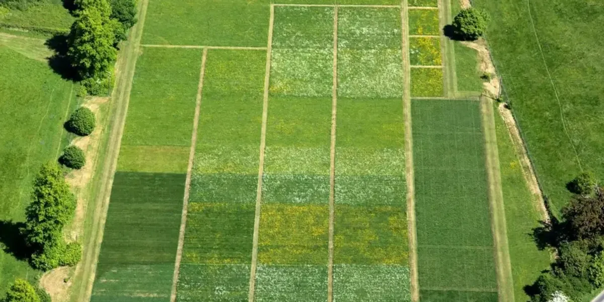 Scientists reveal why they have been watching grass grow for 170 years