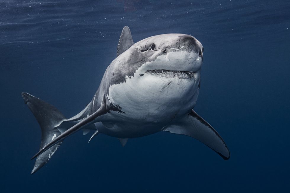 Great White Shark