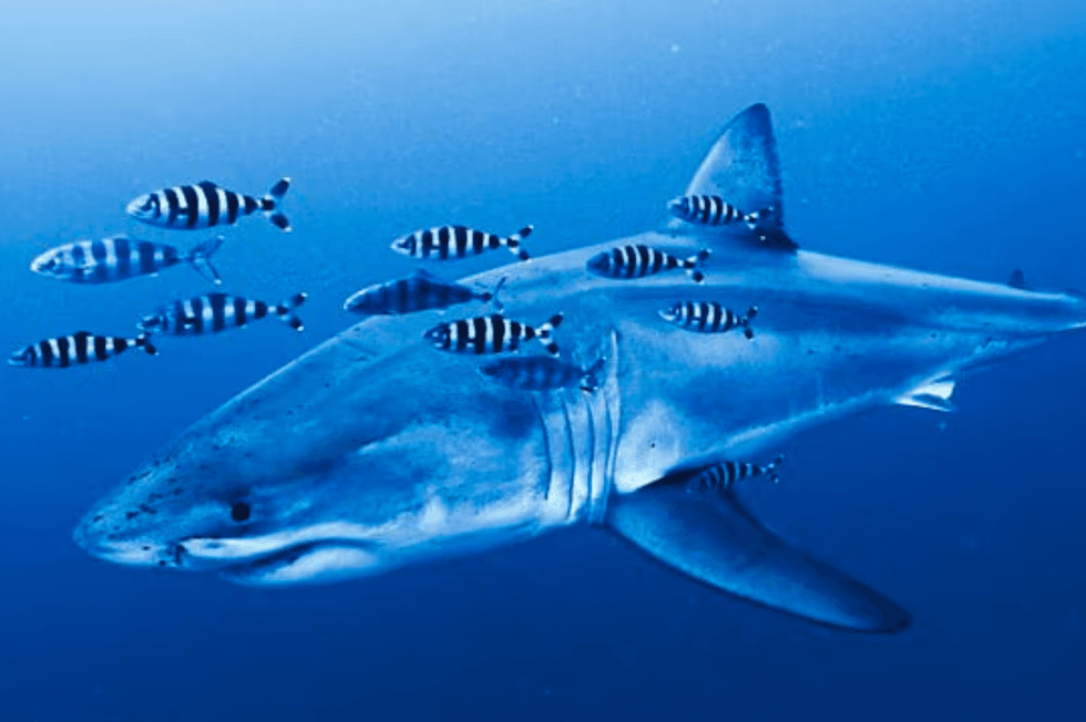 Great white shark