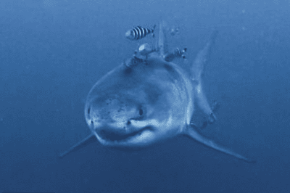 Great white shark