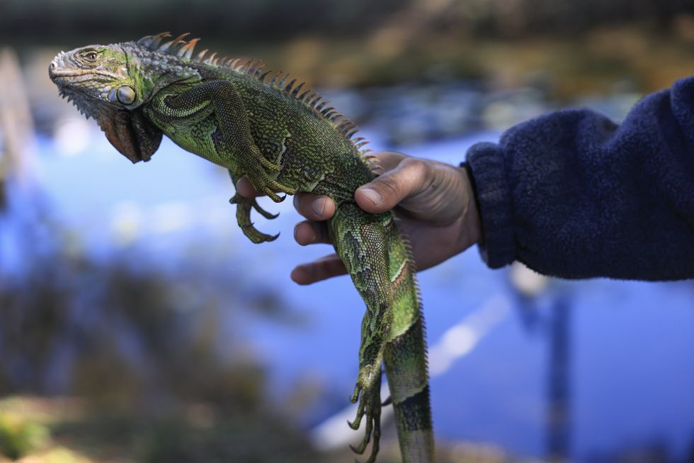 Green iguana