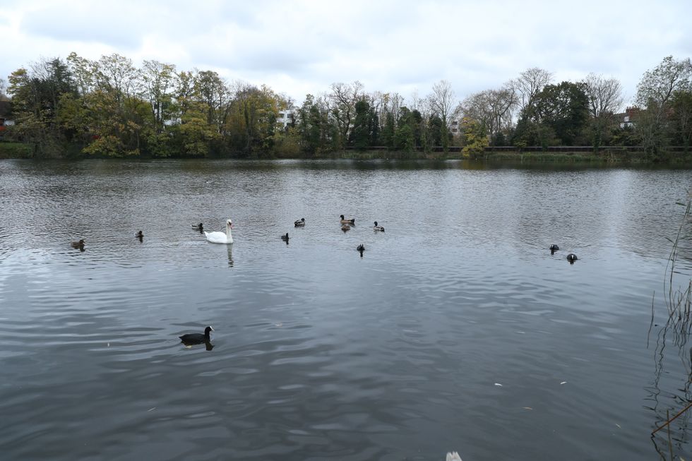 Hampstead Heath
