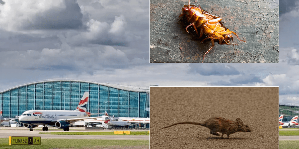 Heathrow 'infested with rats and cockroaches' as airport's cleanliness under intense scrutiny