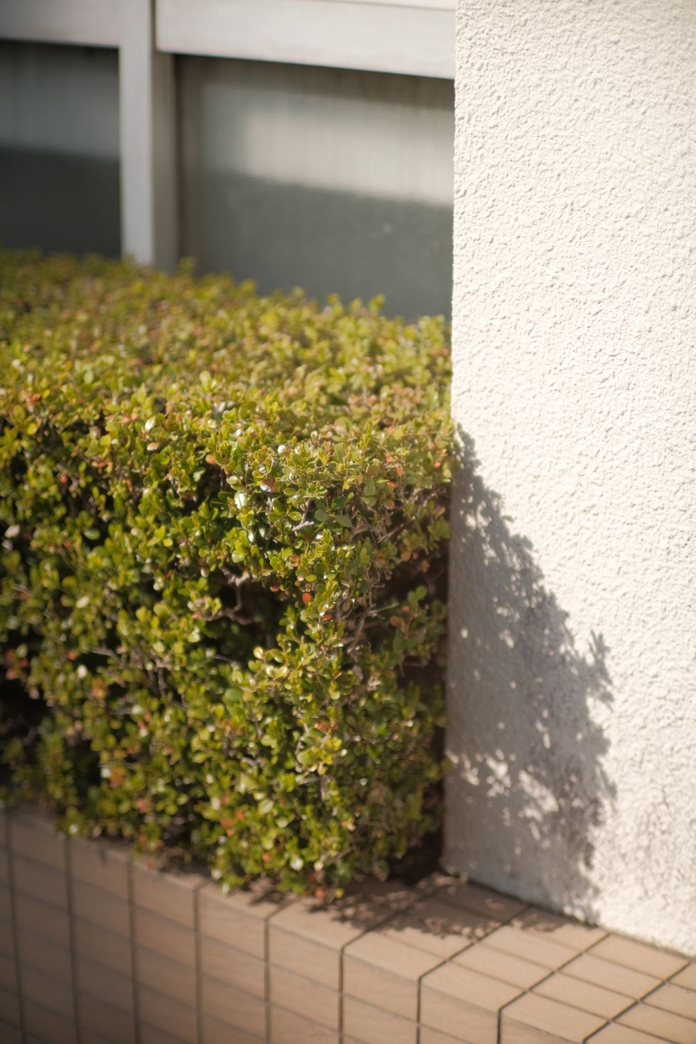 Hedge in garden