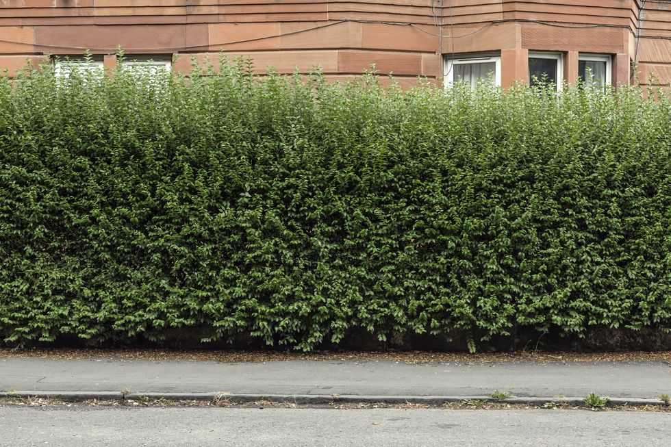 Hedge