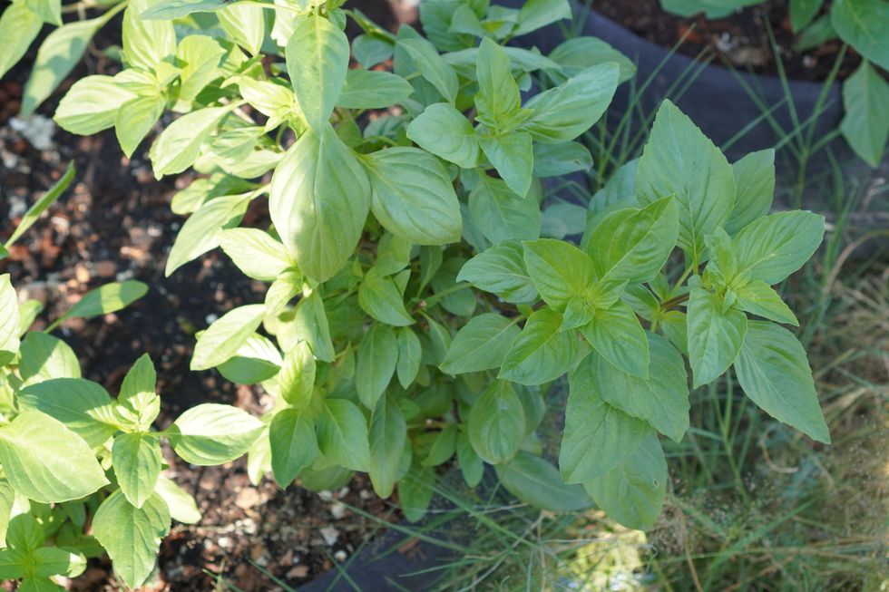 Herb plants
