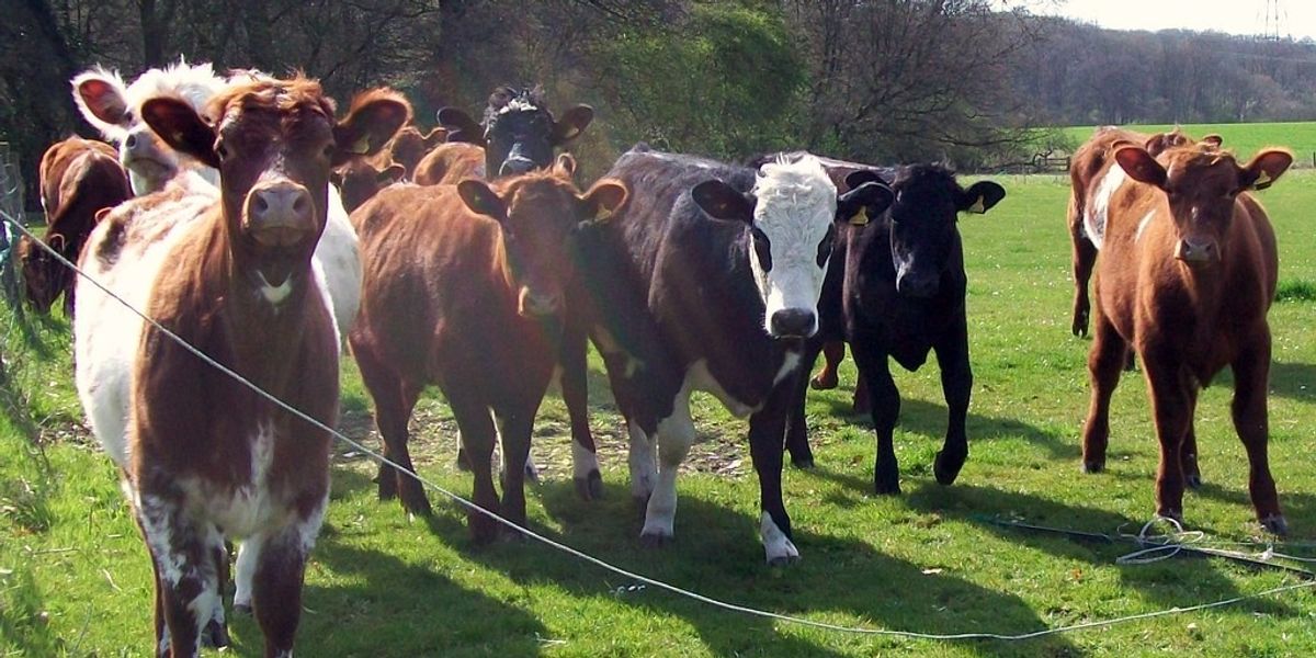 Woman trampled to death by stampeding cows while walking her dog in horror incident