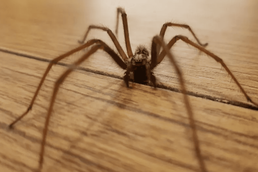 House spider in home
