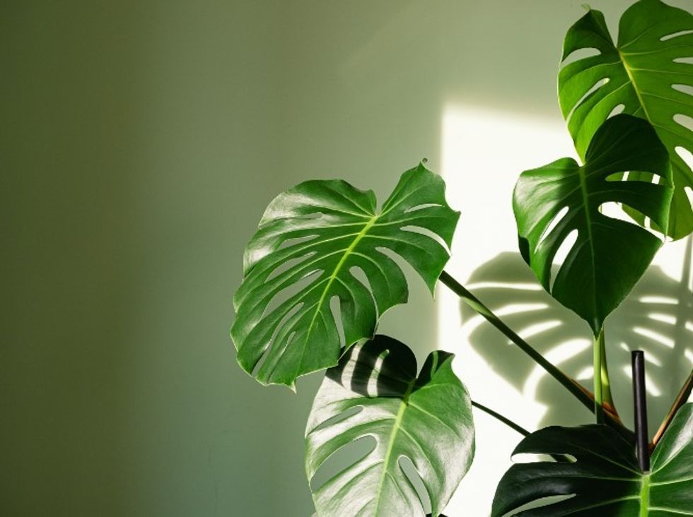 Houseplant Swiss cheese plant