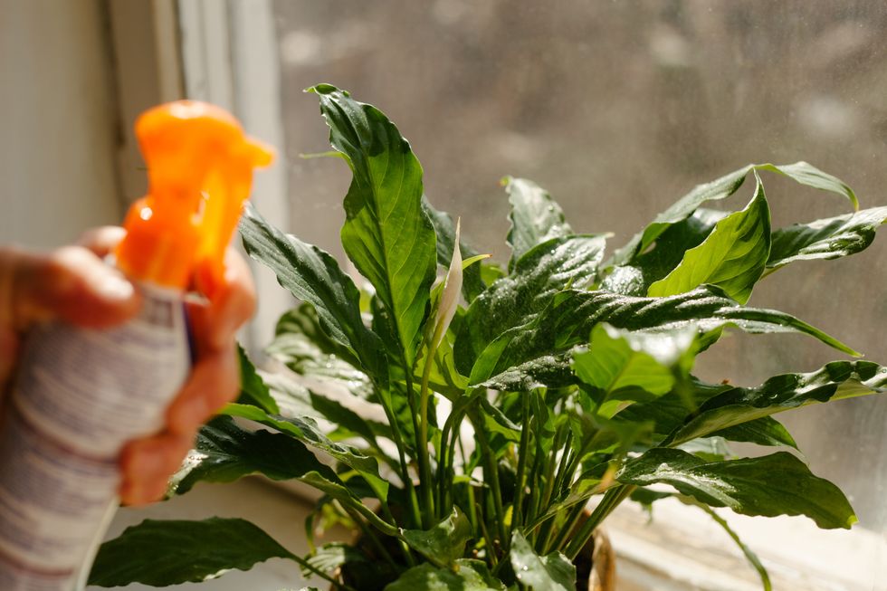 Houseplants