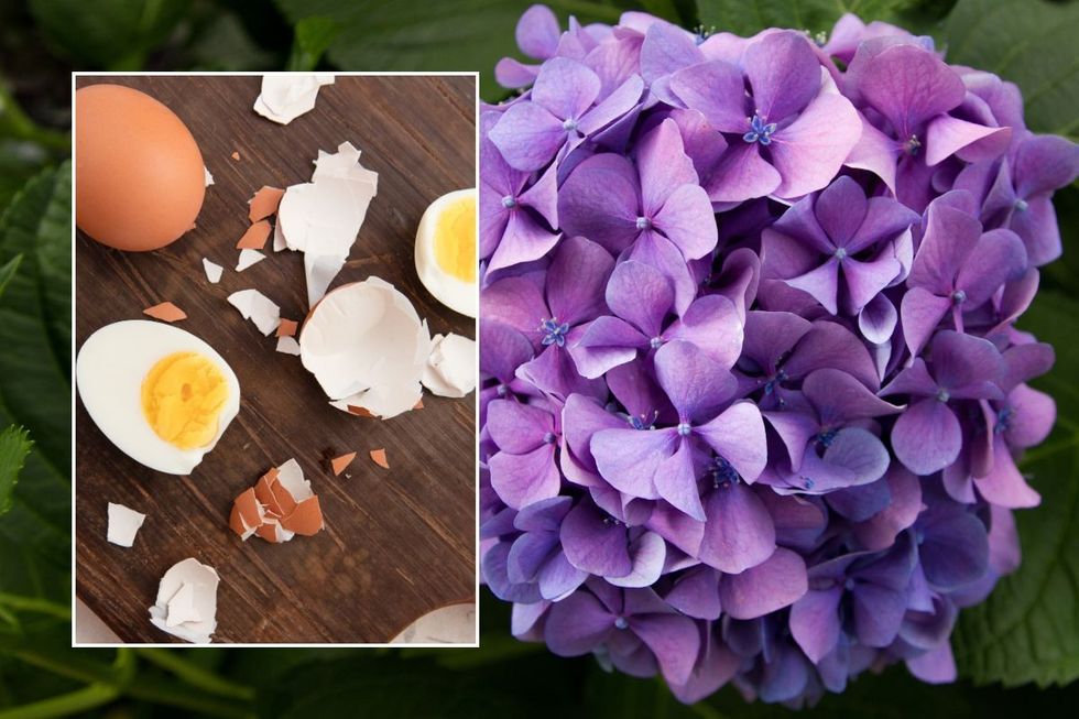 hydrangea blooms