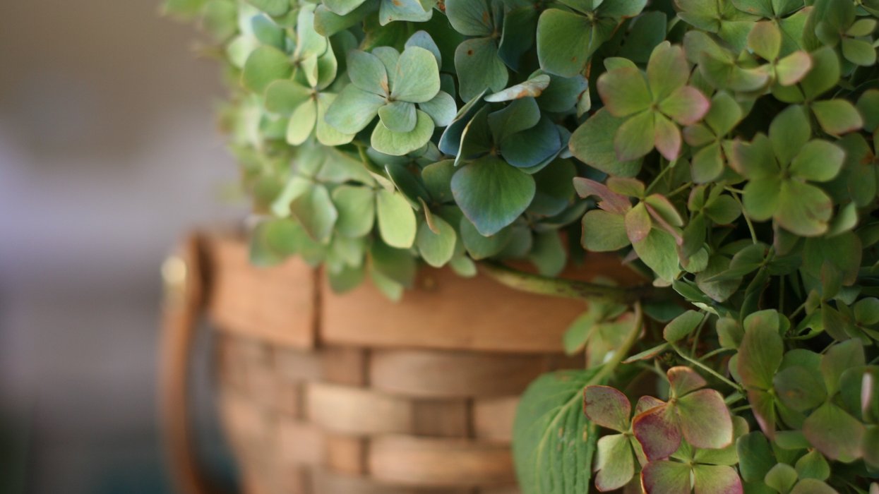 Hydrangea plants