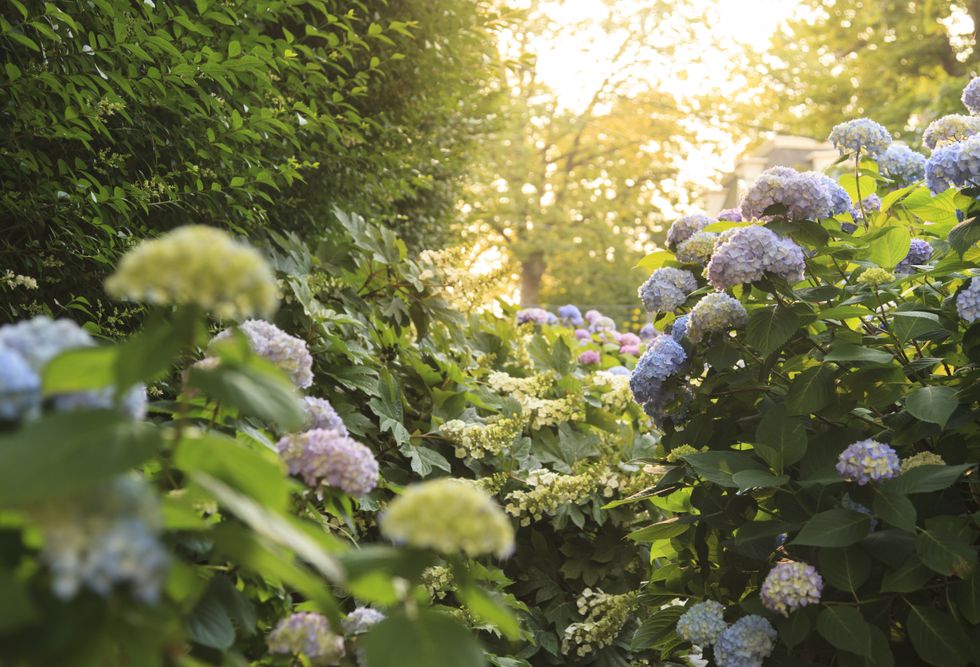 Hydrangeas outdoors