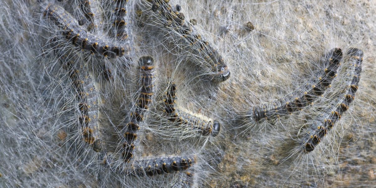 Britons urged to ‘stay vigilant’ over toxic garden-dwelling caterpillar after wave of sightings
