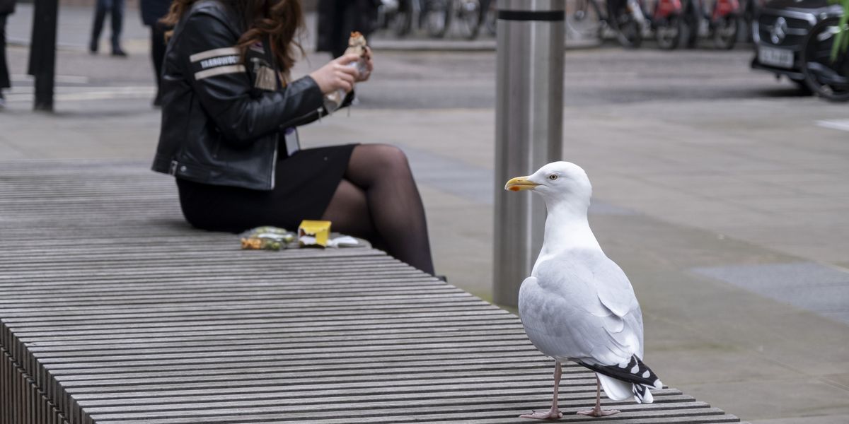 Holidaymaker brutally punches seagull after snatching his Cornish pasty