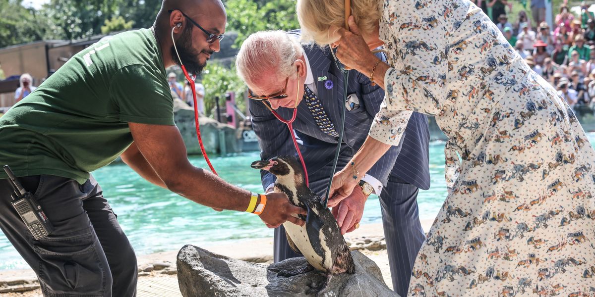King Charles and Queen Camilla perform health check on penguin during special visit to London Zoo