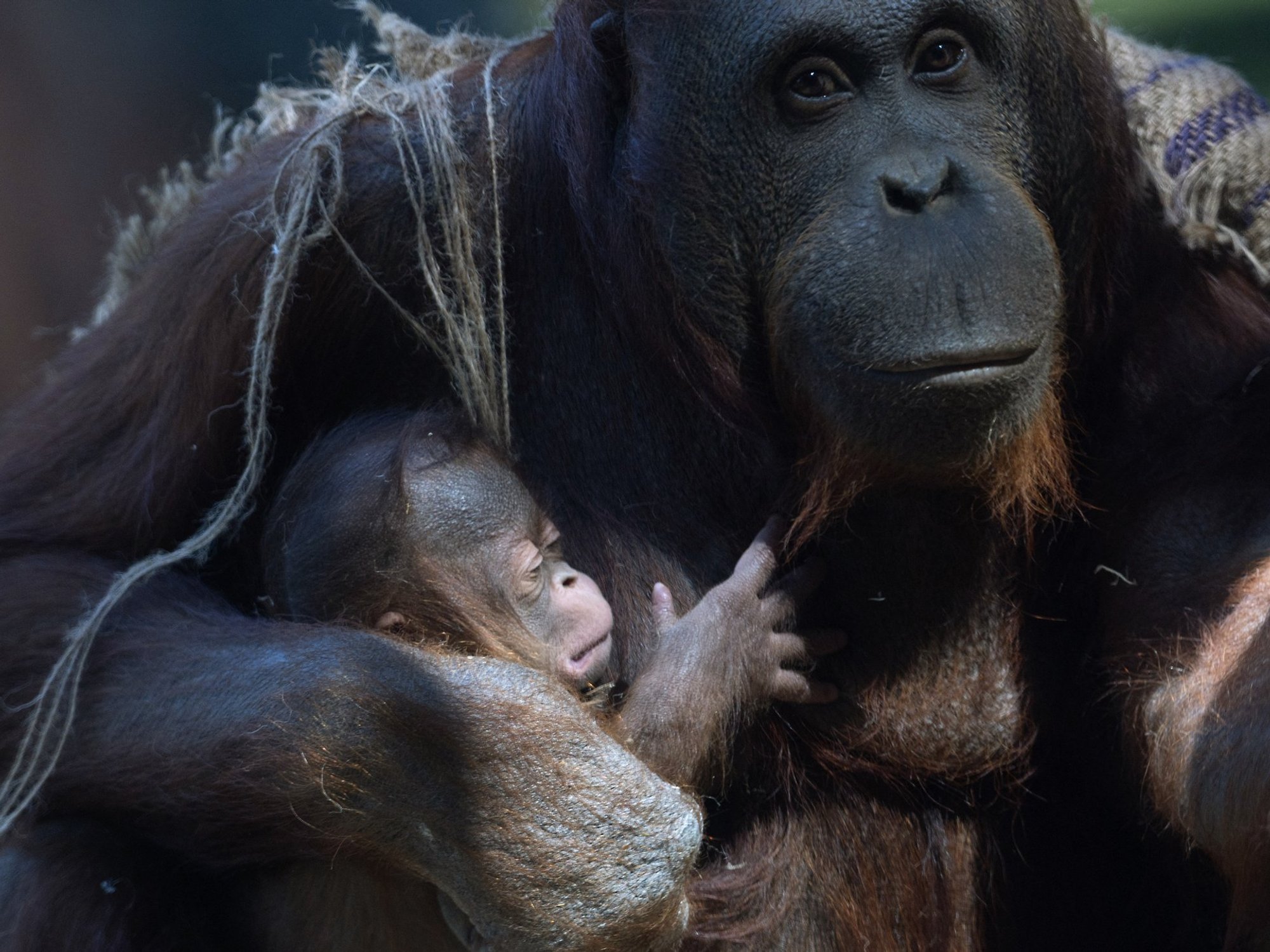 Scientists catch orangutans behaving eerily like humans deep in Indonesian jungles