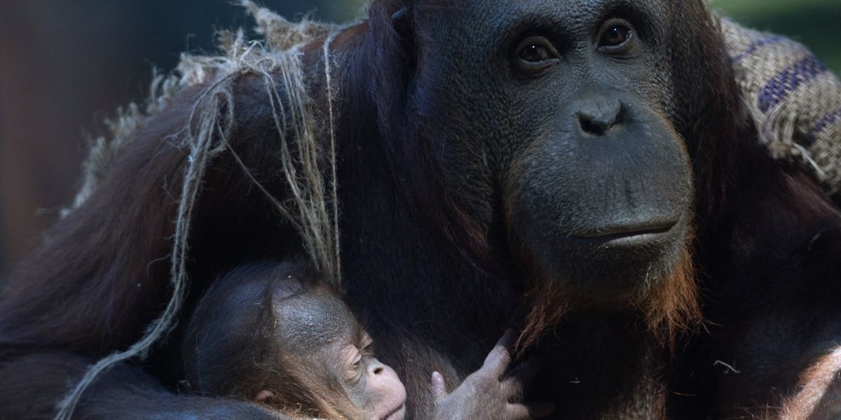 Scientists catch orangutans behaving eerily like humans deep in Indonesian jungles