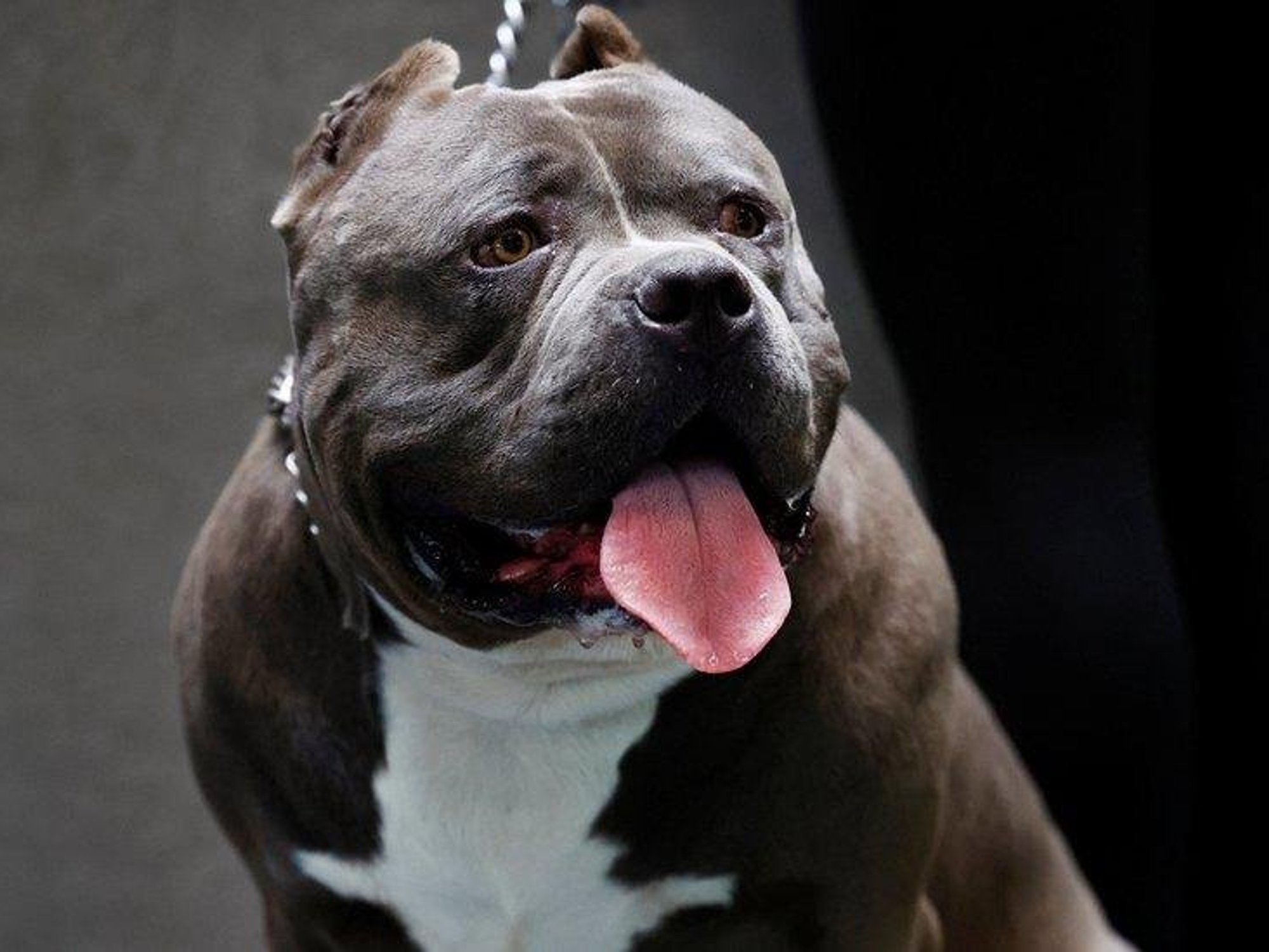 'XL bully-type' dog attack leaves three in hospital as heavily-armed police rush to scene