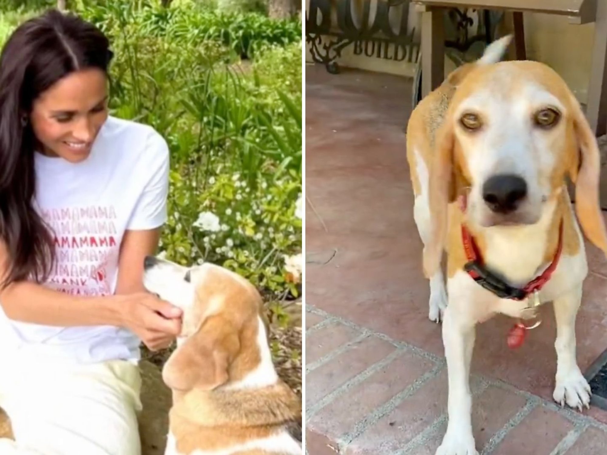 Harry and Meghan's beloved ‘royal’ dog Mia celebrated after extraordinary rescue