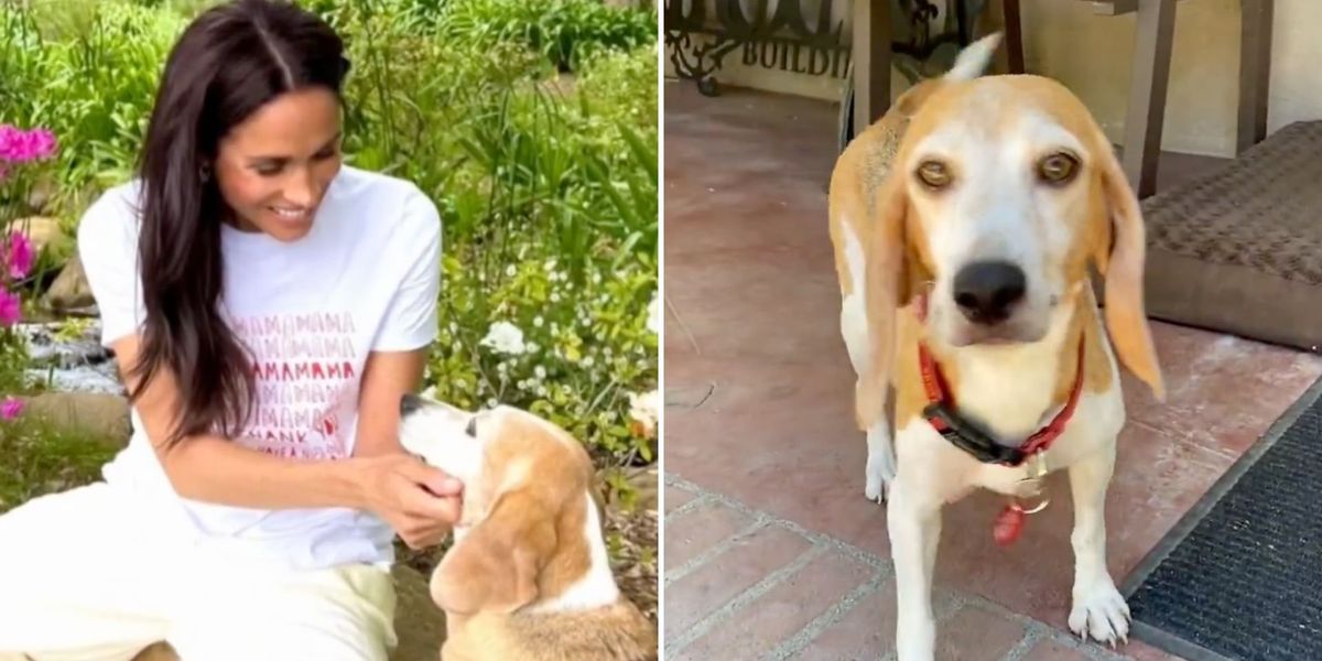 Harry and Meghan's beloved ‘royal’ dog Mia celebrated after extraordinary rescue