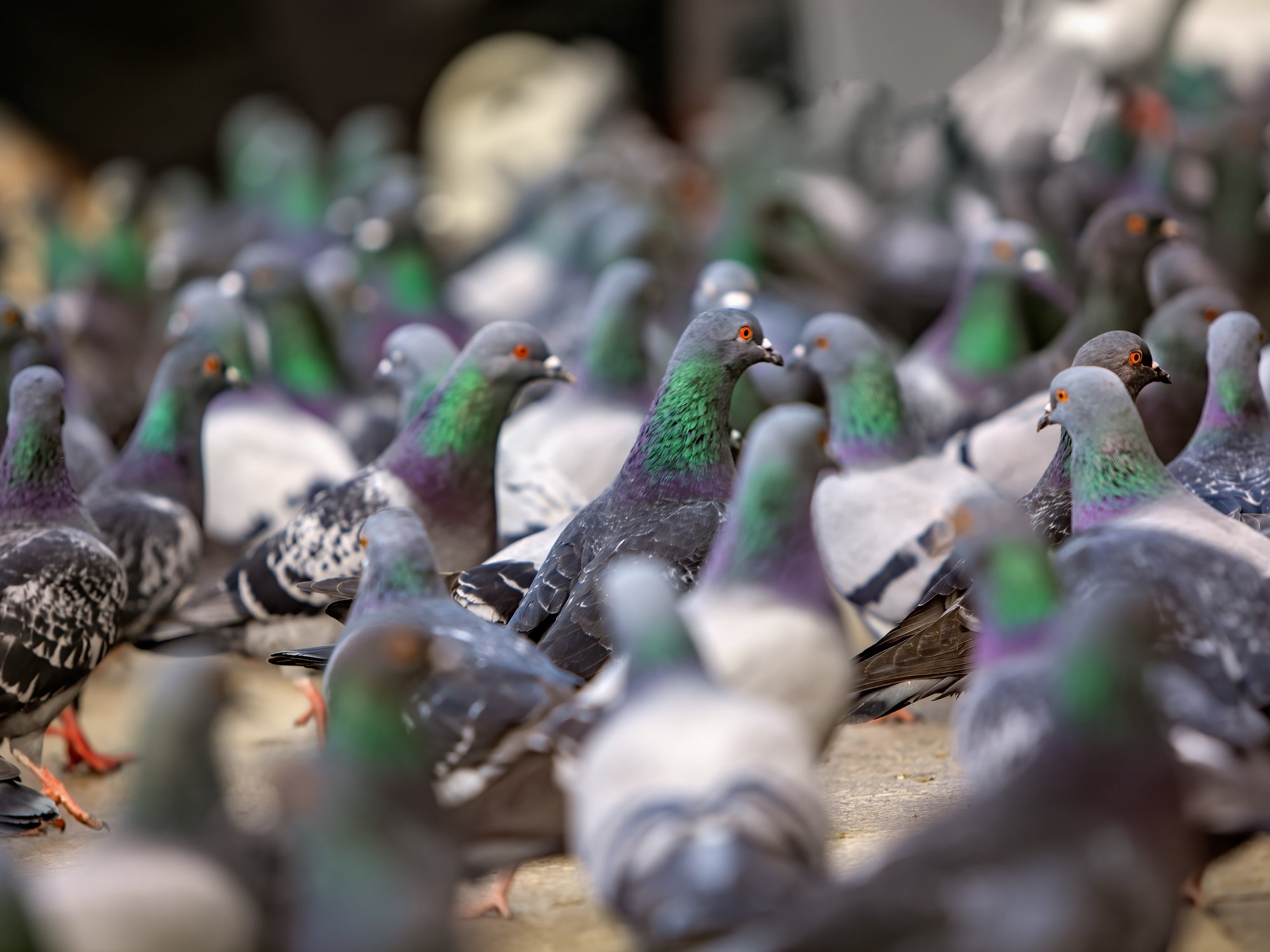 Pensioner, 78, faces prison after council prosecutes grandfather for refusing to stop feeding pigeons