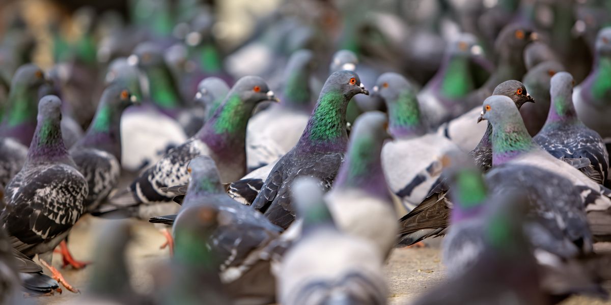 Pensioner, 78, faces prison after Labour-run council prosecutes grandfather for refusing to stop feeding pigeons