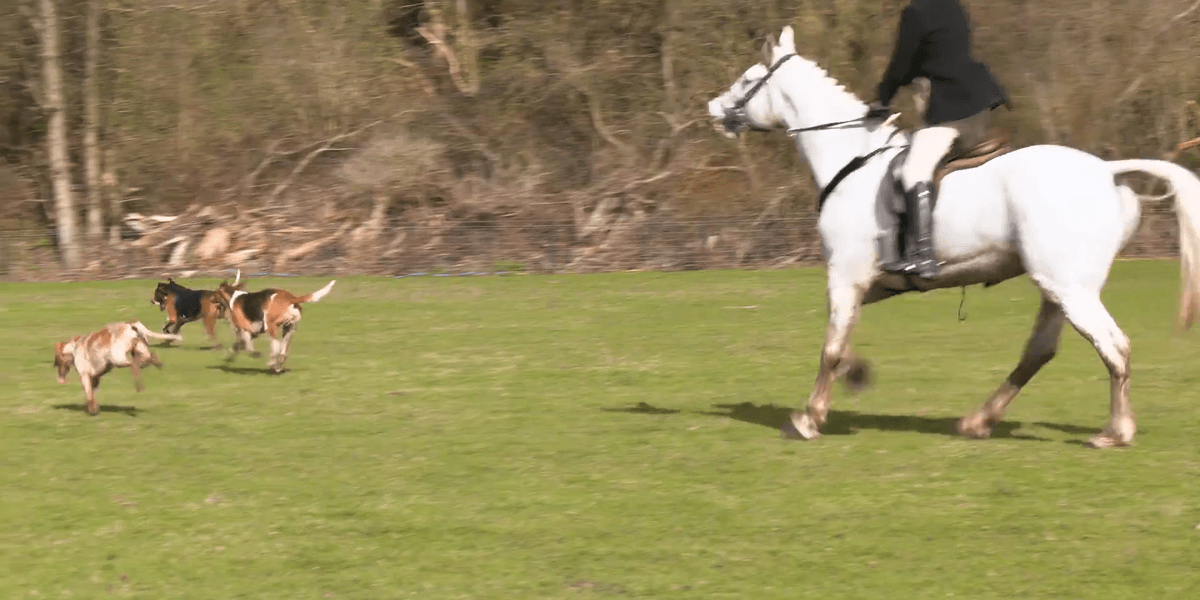 Fears trail hunting ban would have a devastating impact on the rural economy with 1,000 jobs at risk