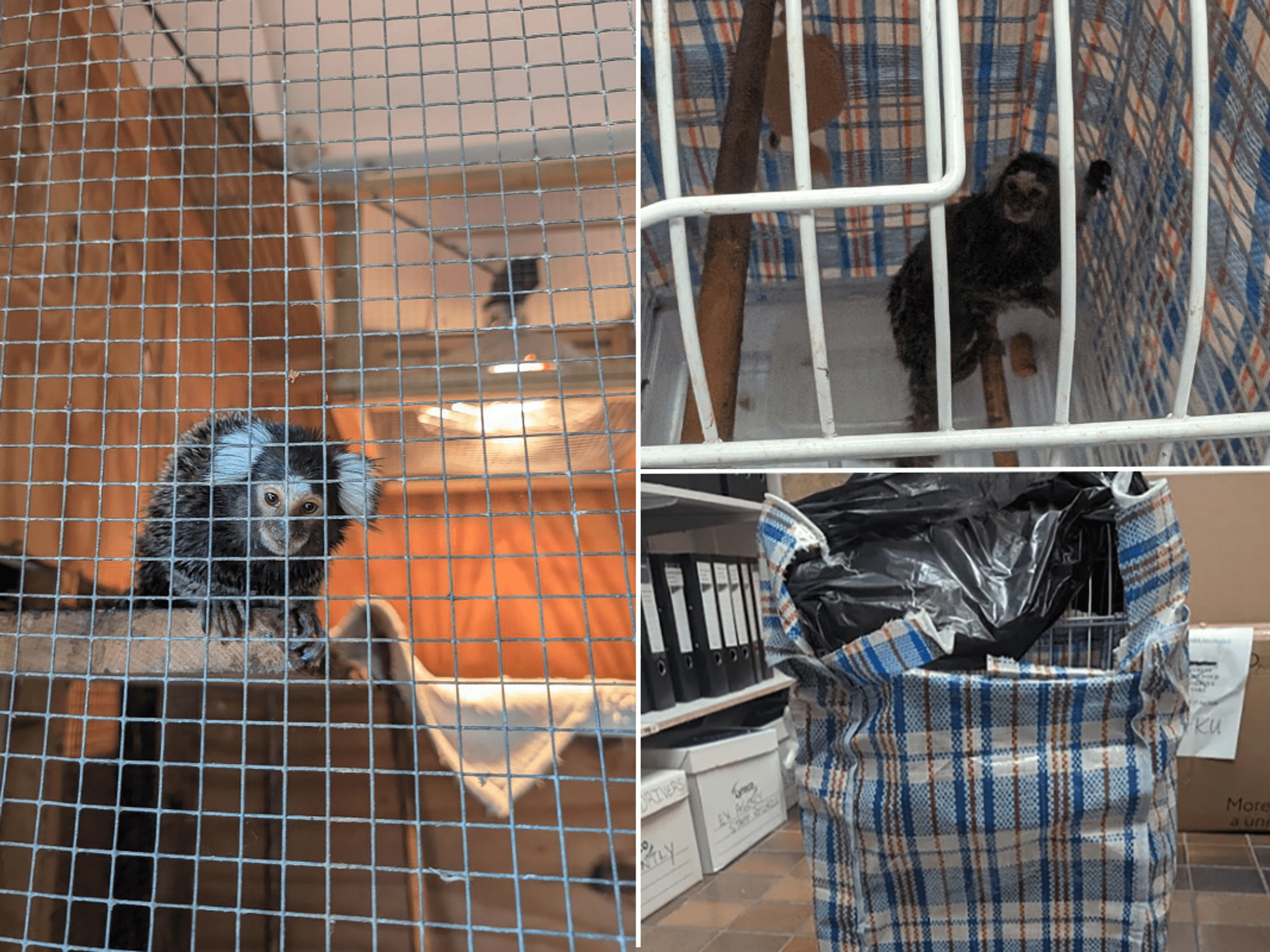 Monkey rescued after being abandoned on London bus inside laundry bag