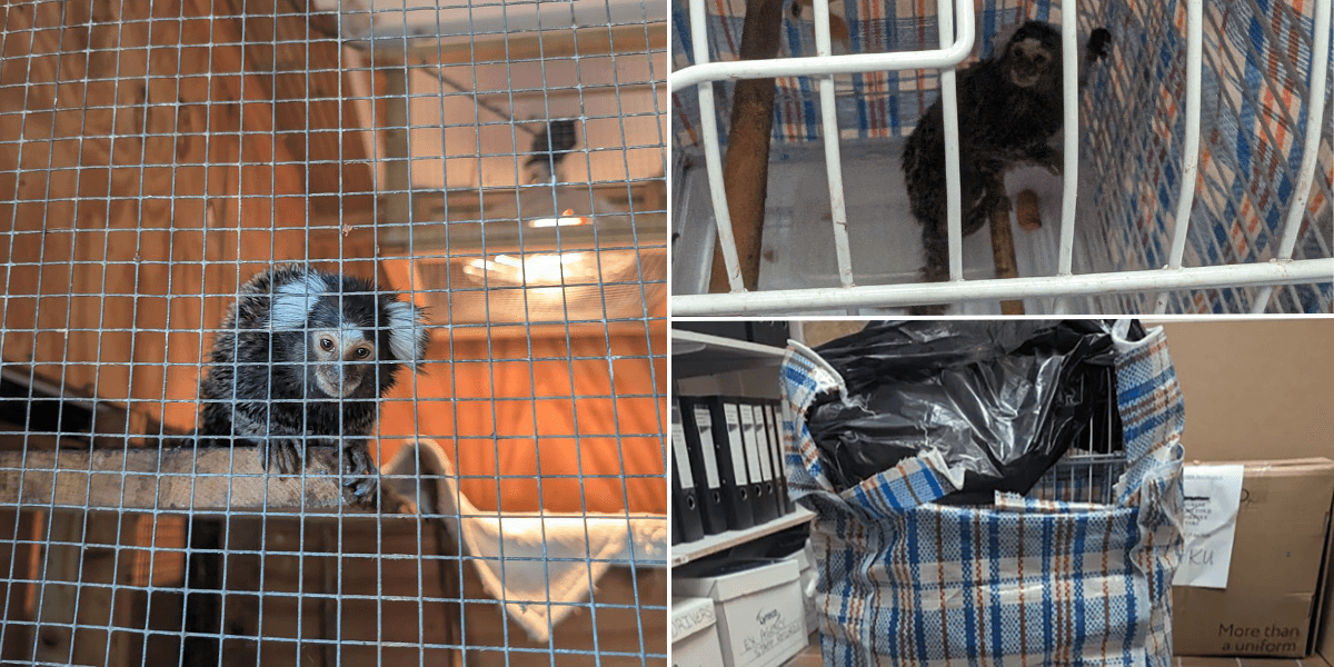 Monkey rescued after being abandoned on London bus inside laundry bag