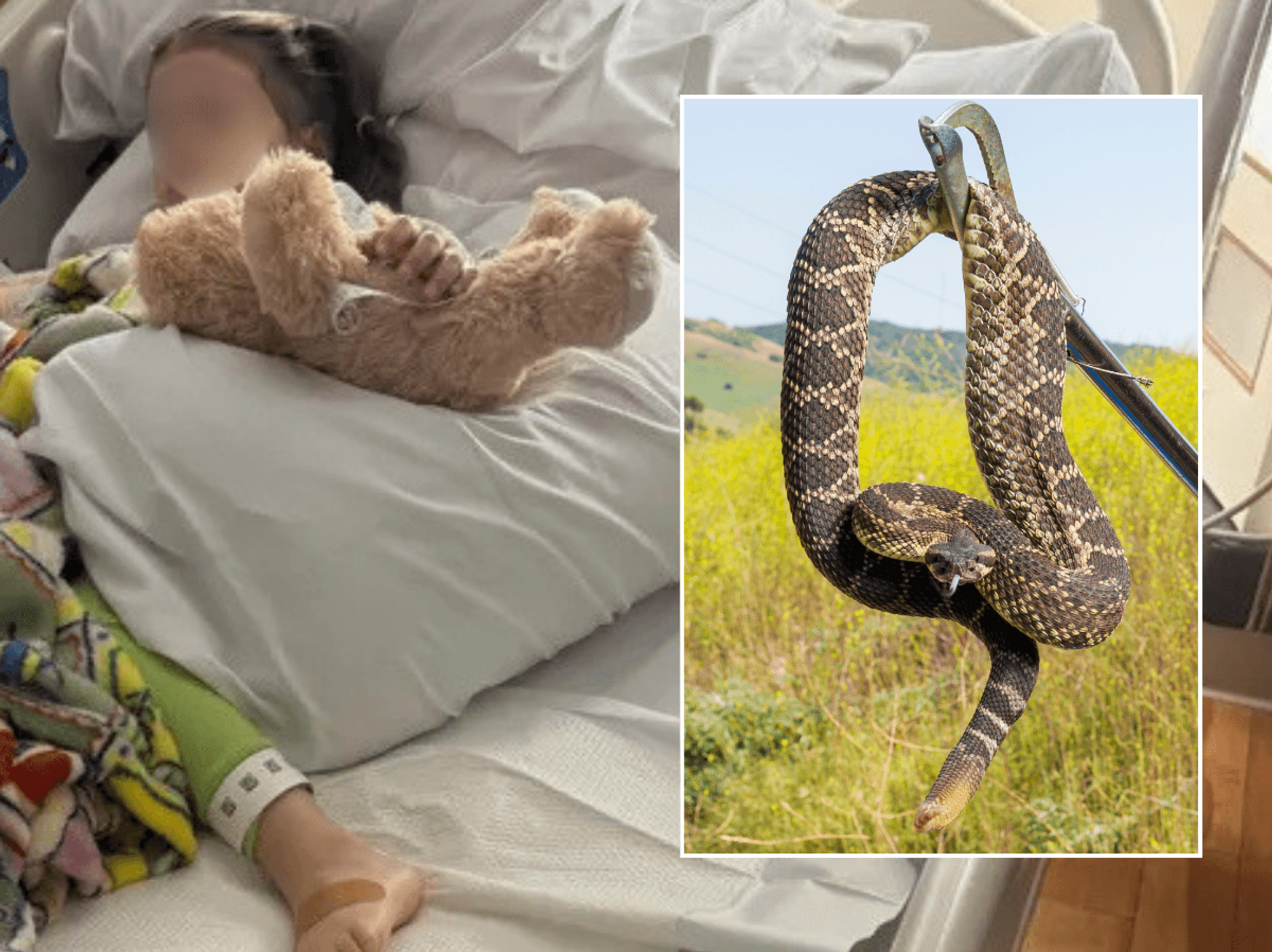 Toddler, just three, bitten by venomous rattlesnake lurking beneath Amazon parcel in California