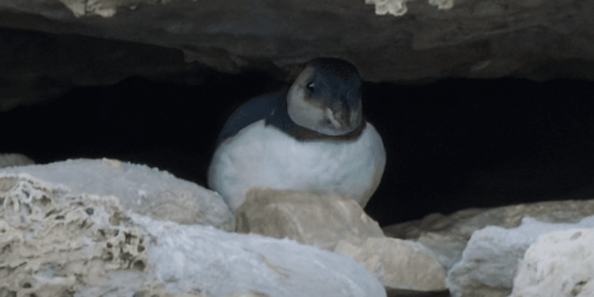 First sighting of baby puffin in 'danger of extinction' for three decades on Dorset coast