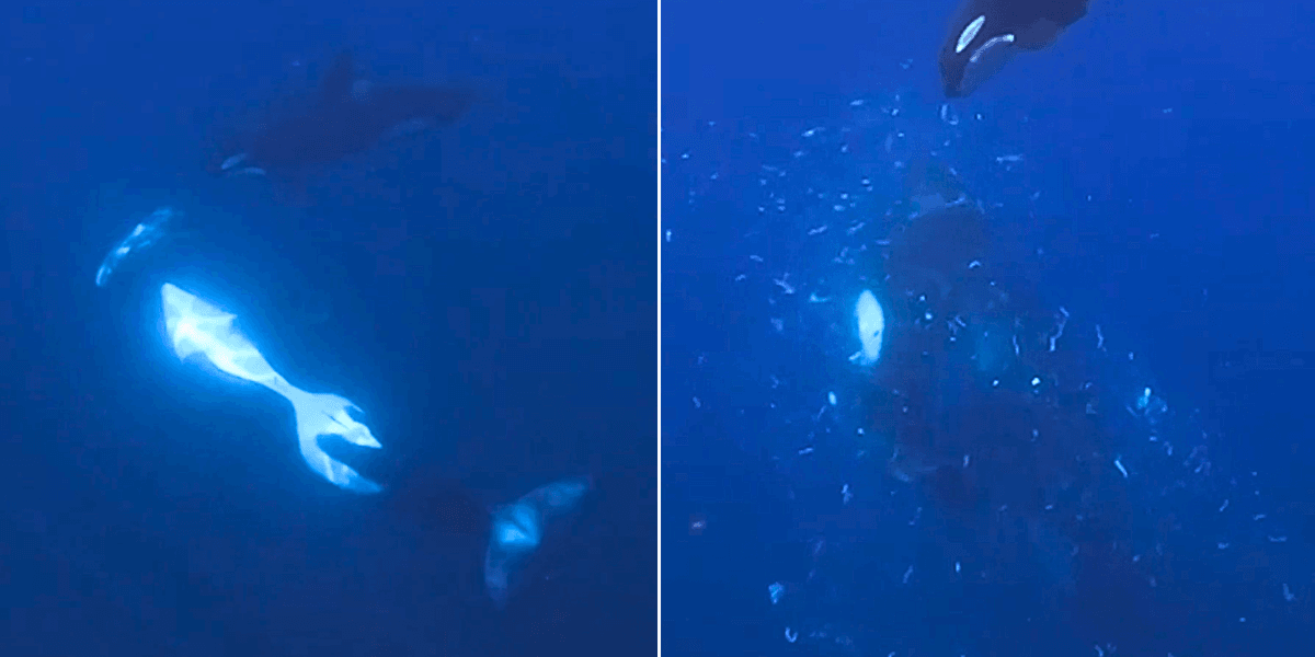 Killer whales caught on camera ramming prey so hard it explodes