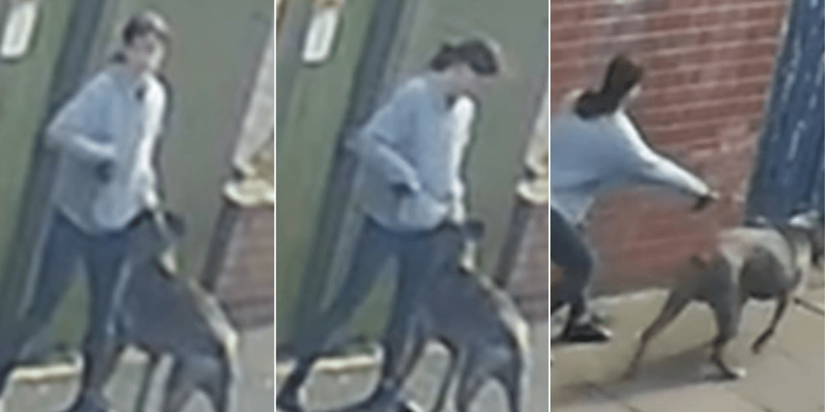 Children as young as six rushed to hospital after horror dog attack at playground