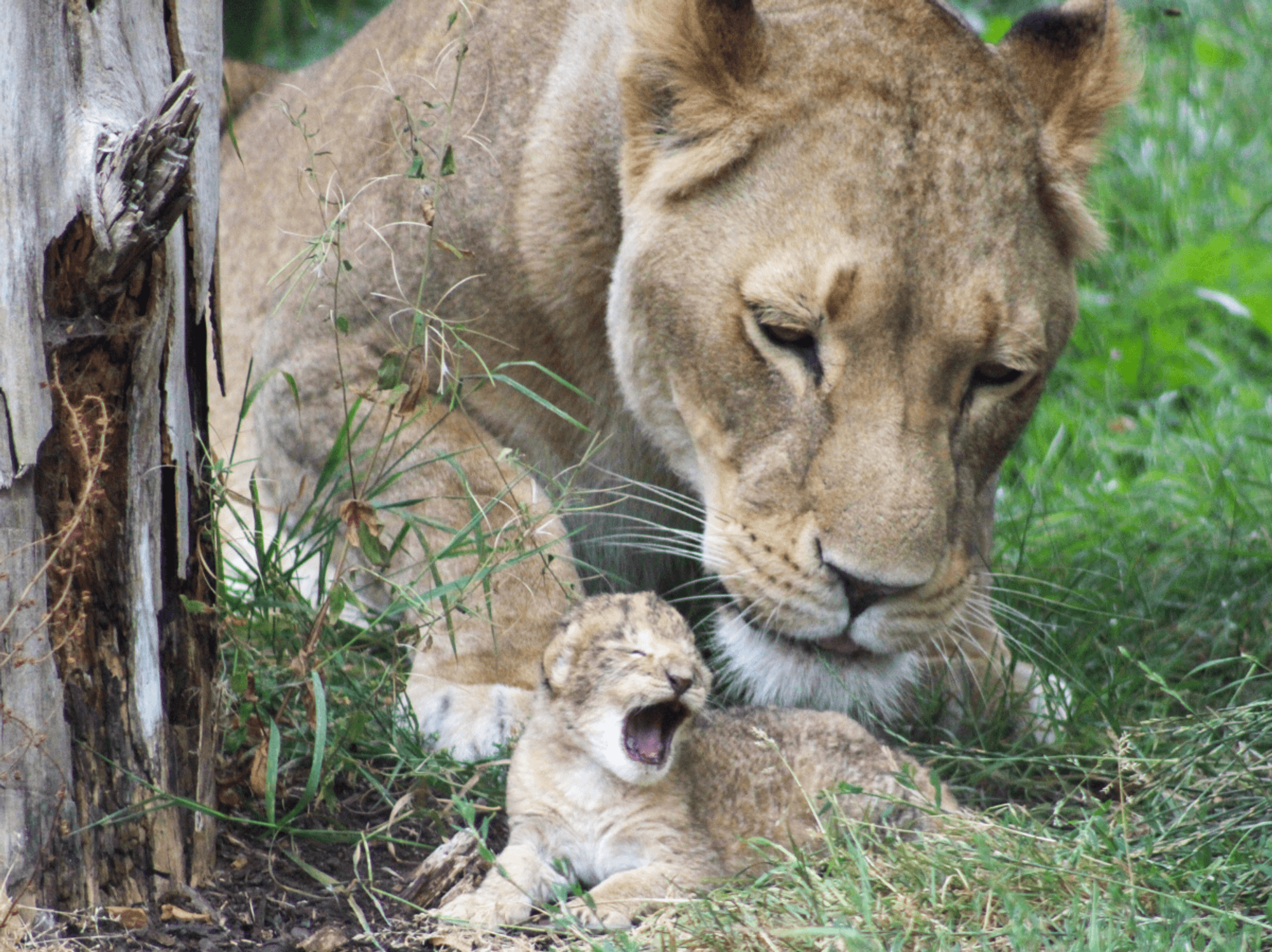 British zoo welcomes first lion cubs in more than a decade - 'Special moment!'