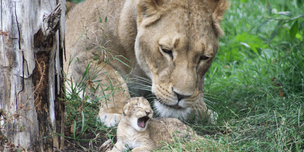 British zoo welcomes first lion cubs in more than a decade - 'Special moment!'